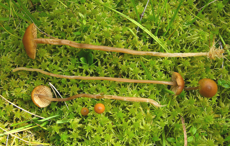 Galerina da determinare n�2.